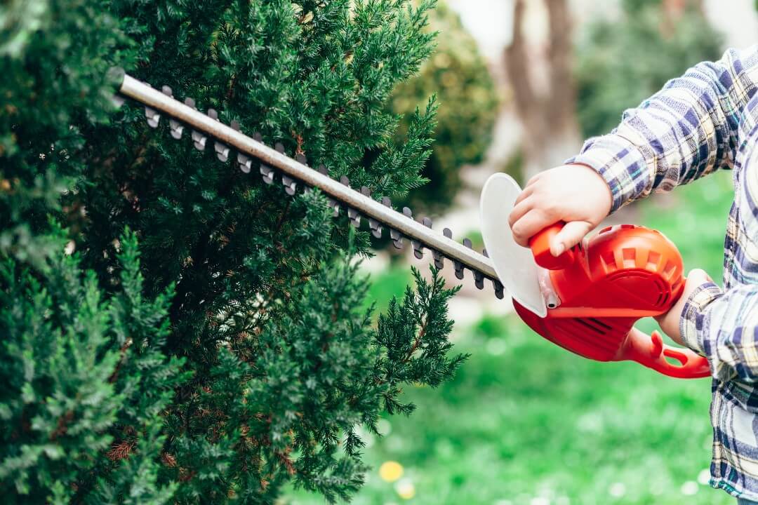 man-cuts-a-conifer-with-an-electric-trimmer-1080px