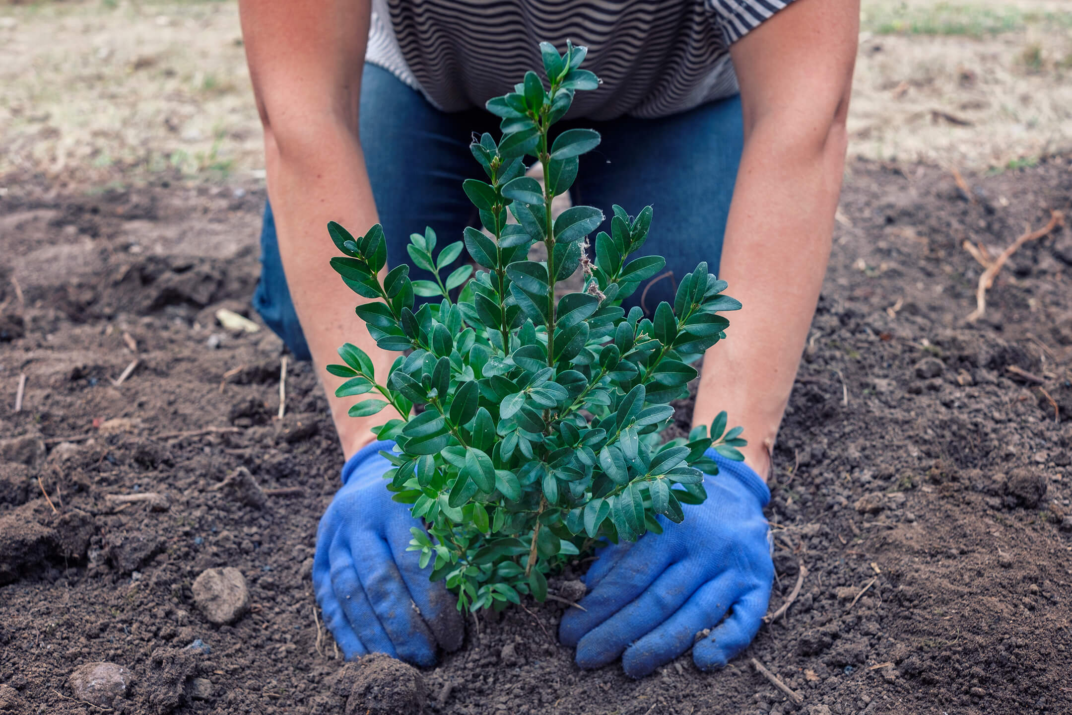 Man plant struik in grond Man plant struik in grond