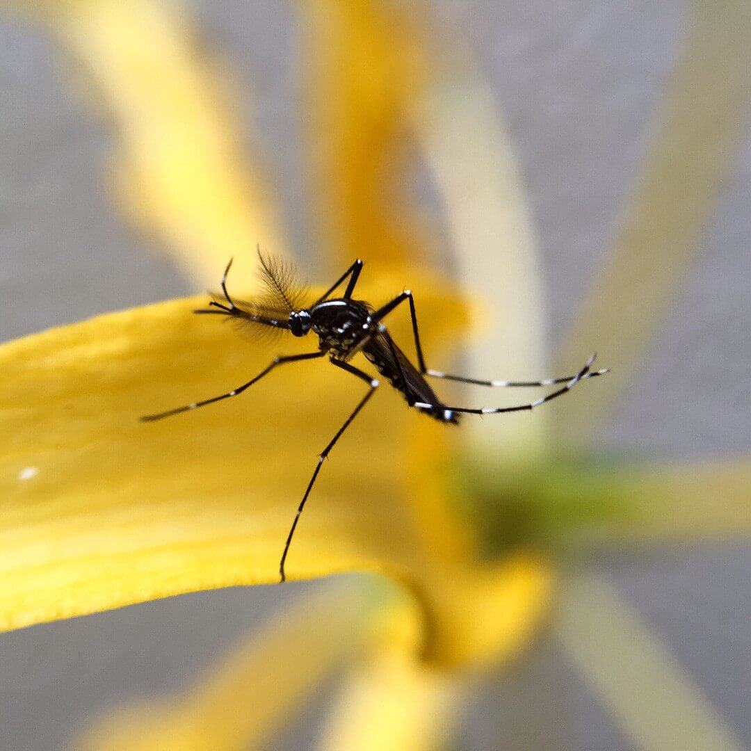 mosquito-1080px mosquito-1080px