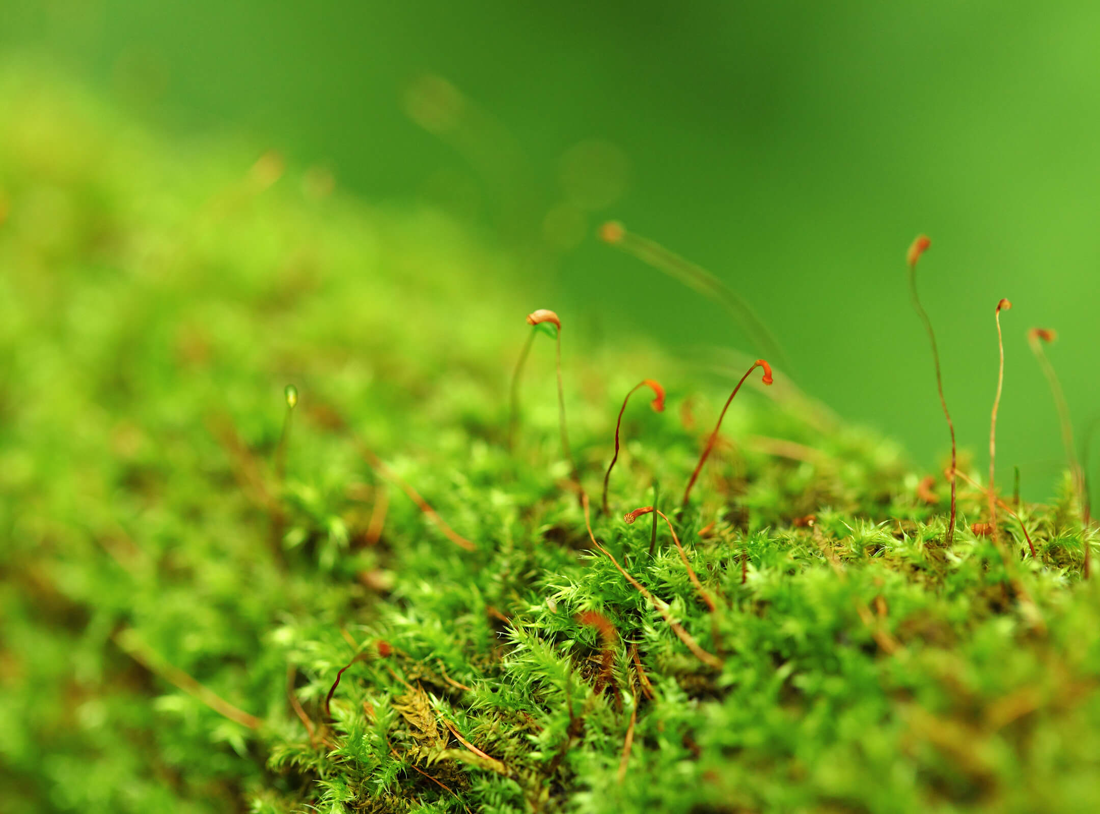moss-1080px