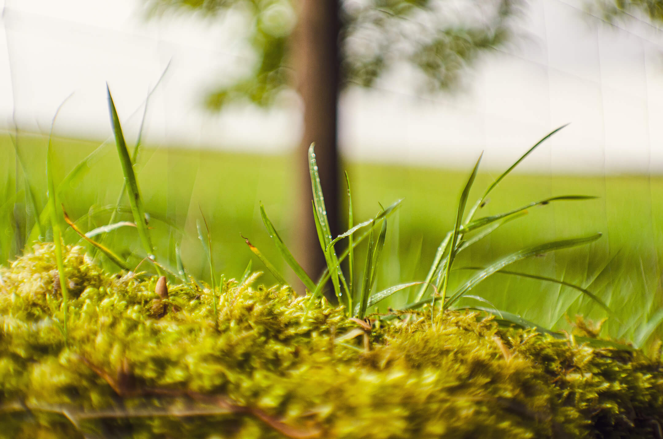 moss-and-grass-1080px moss-and-grass-1080px
