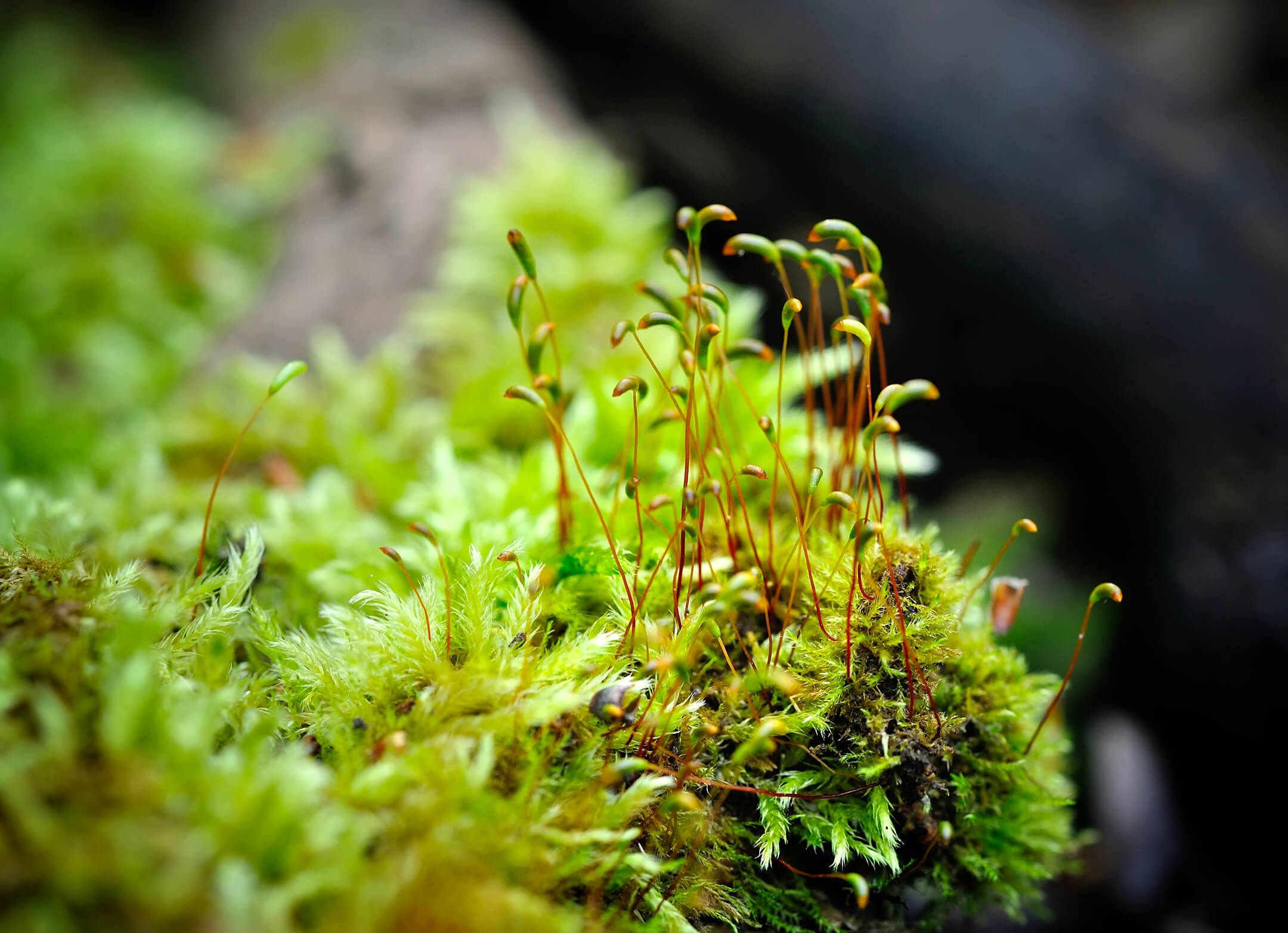 moss-close-up-1080px moss-close-up-1080px