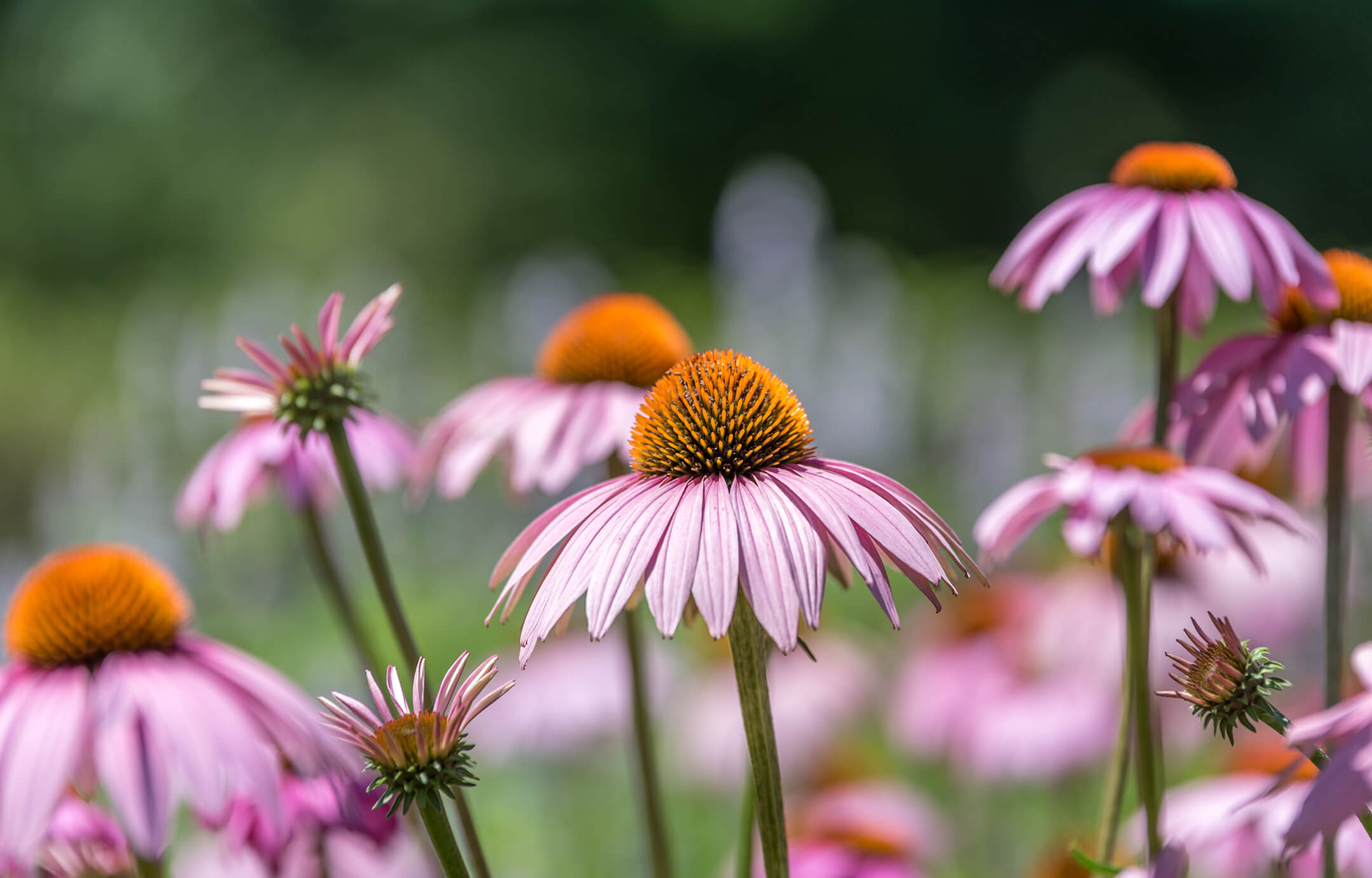 pink-flowers-1080px pink-flowers-1080px