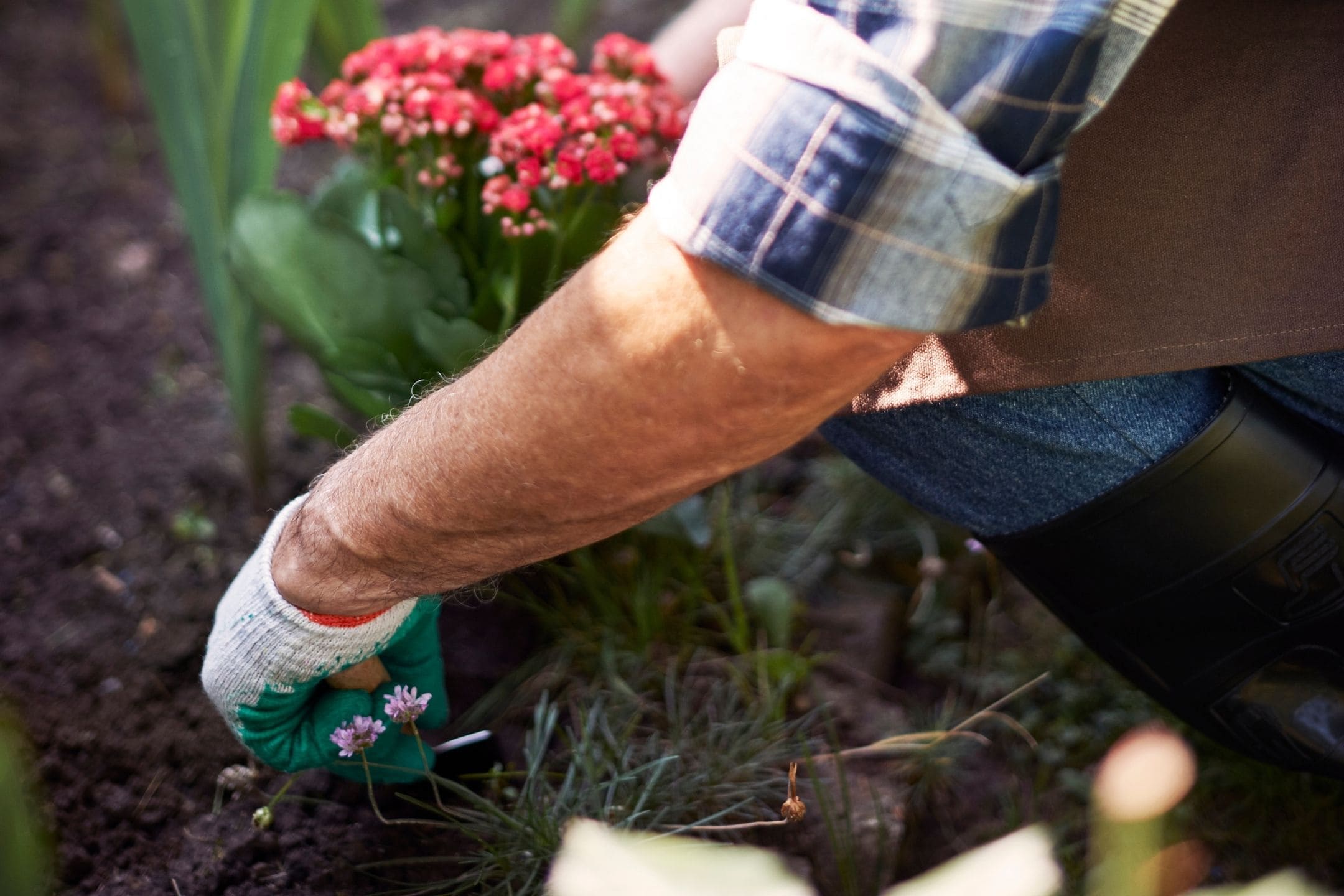 planting-flowers-in-border-1080 planting-flowers-in-border-1080