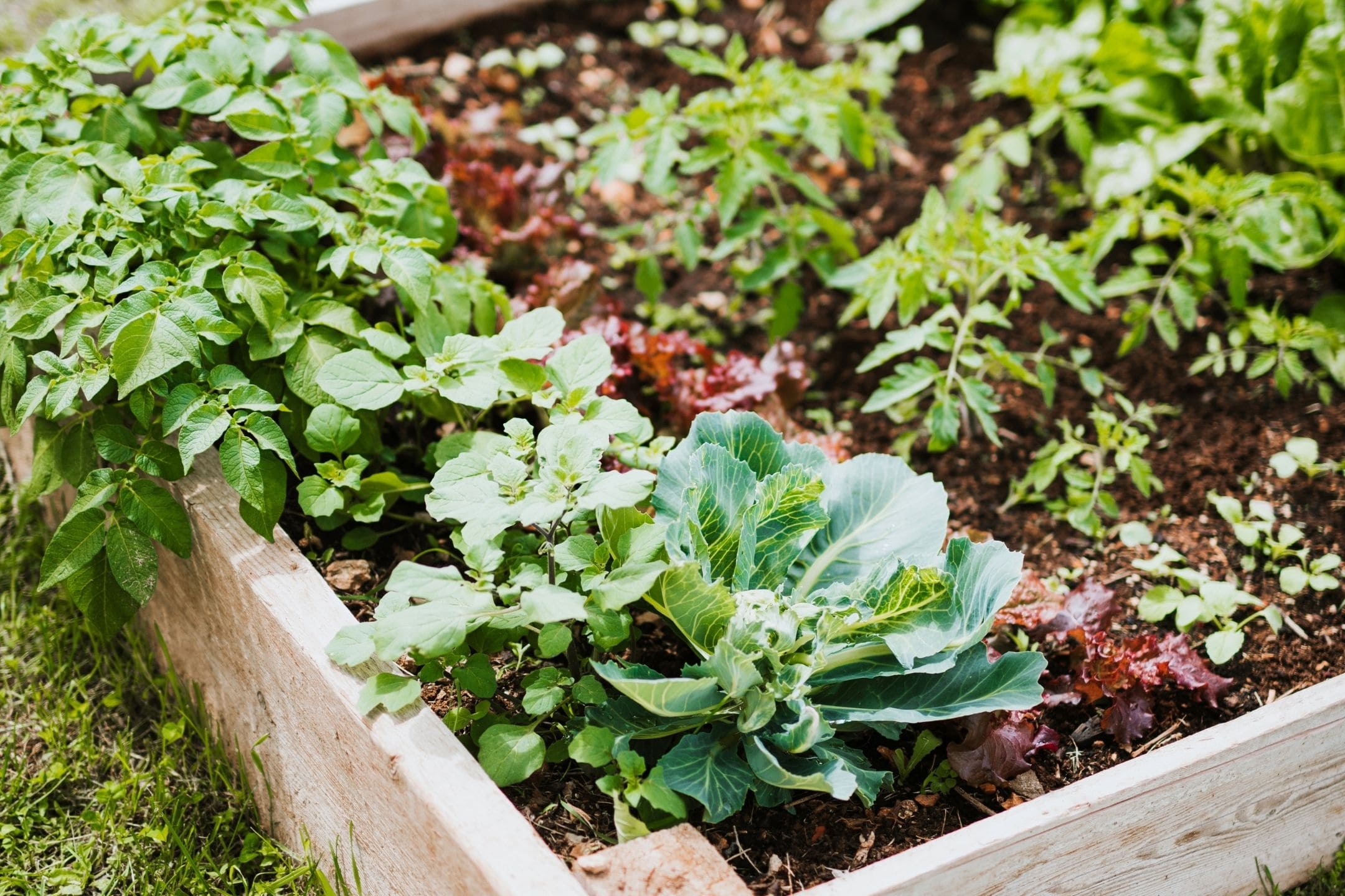 vegetable-garden-bed-1080 vegetable-garden-bed-1080
