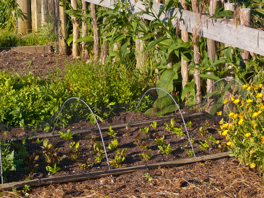 vegetable-garden-bed-sun-1080 vegetable-garden-bed-sun-1080