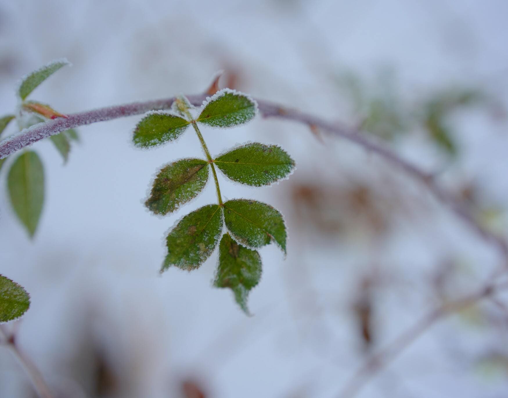 winter-frozen-leaf-1080 winter-frozen-leaf-1080