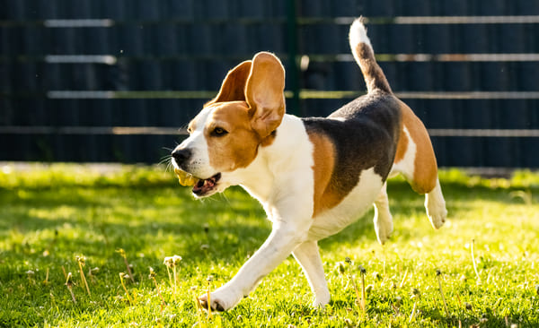 Hond Hond