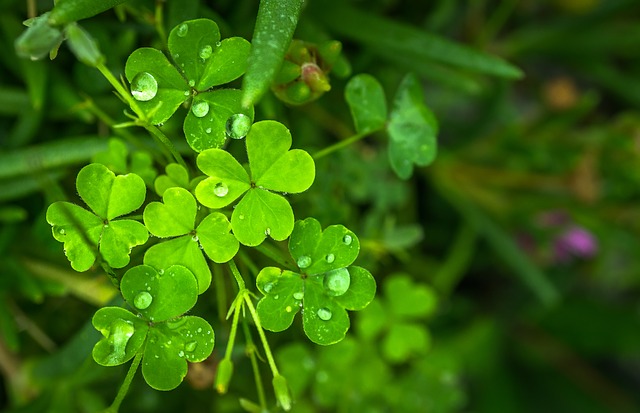clover_with-water-drops-640px clover_with-water-drops-640px