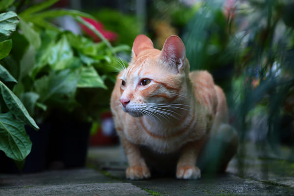ginger-cat-in-the-garden-600 ginger-cat-in-the-garden-600