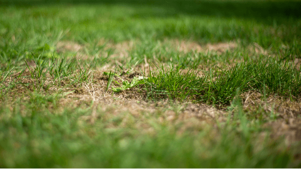 bodem verbeteren moestuin bodem verbeteren moestuin