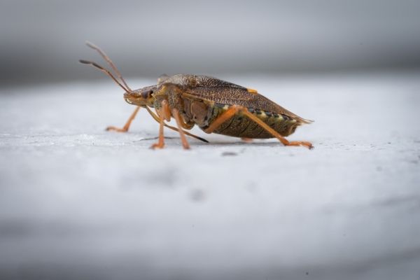 yew-beetle-600 yew-beetle-600