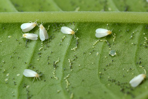 insecten moestuin bestrijden insecten moestuin bestrijden