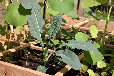 onkruid in de moestuin onkruid in de moestuin