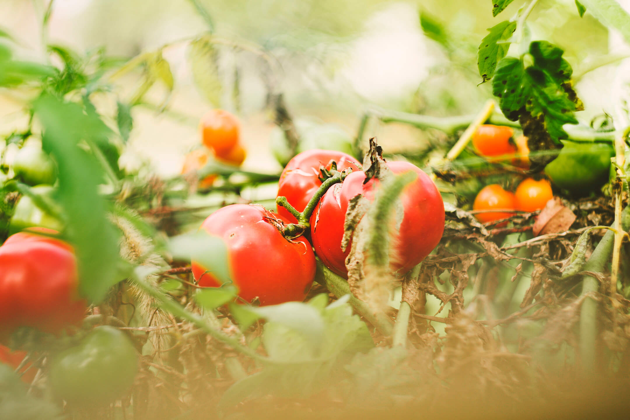 Tomaten Tomaten