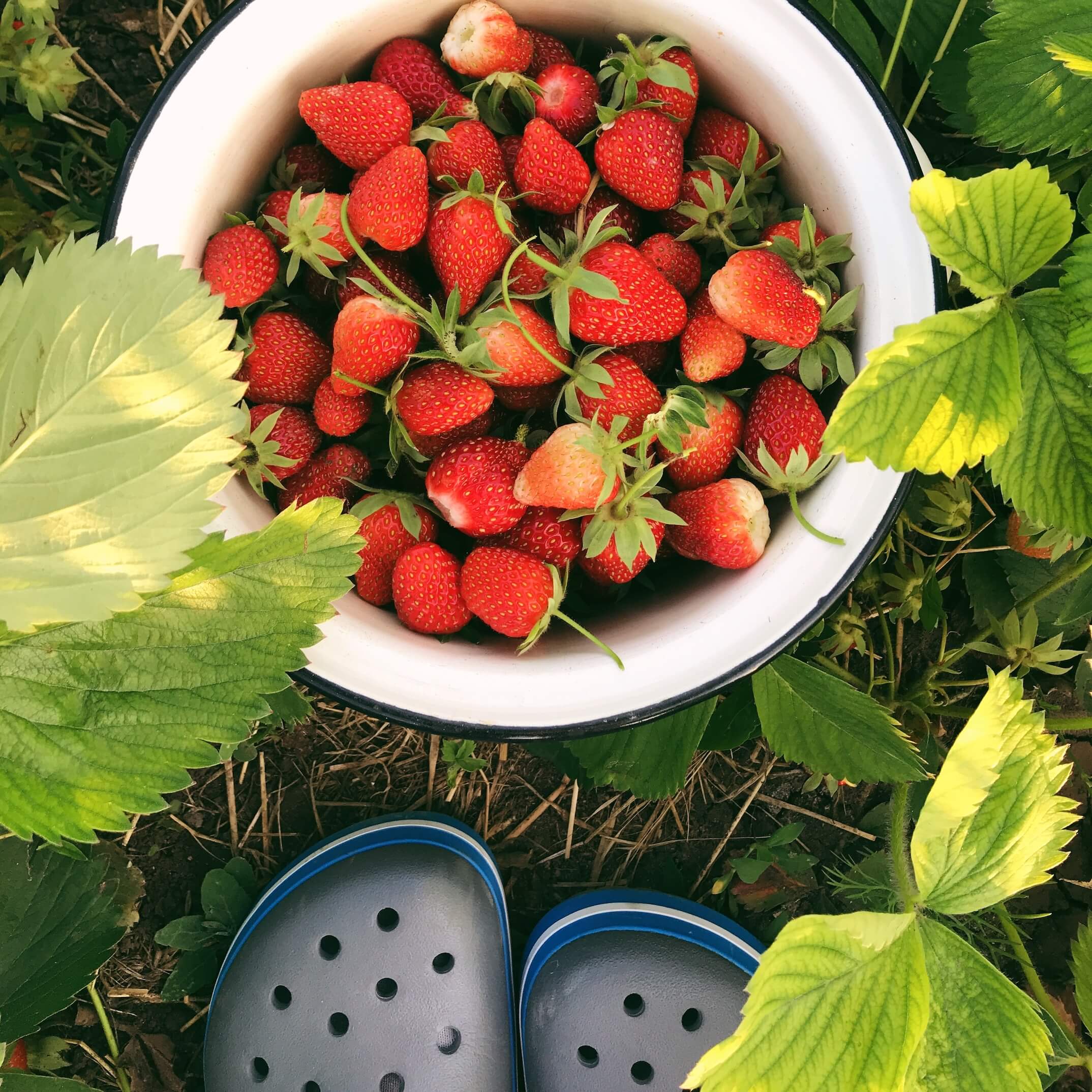 Aardbeien Aardbeien