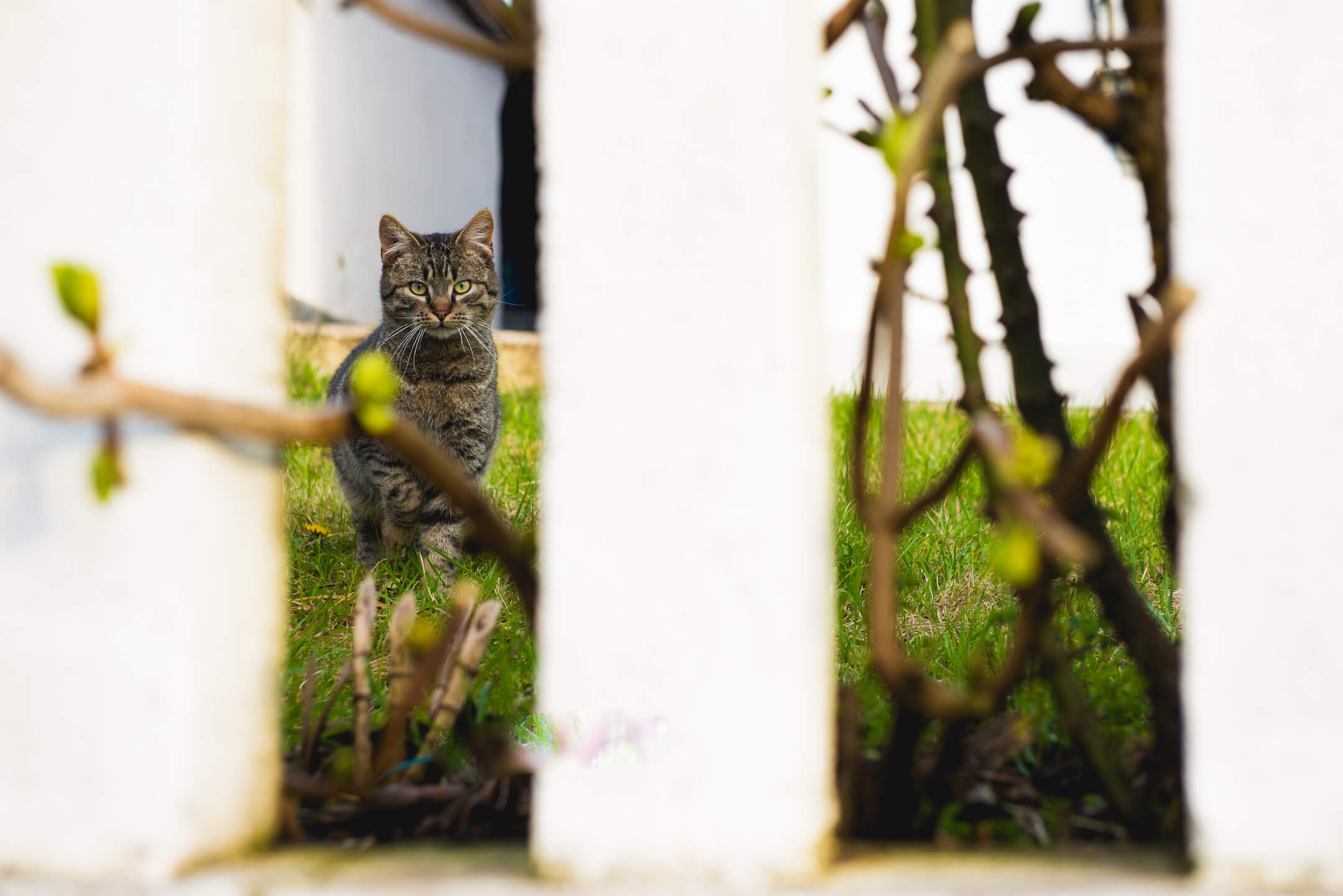 Kat in tuin Kat in tuin