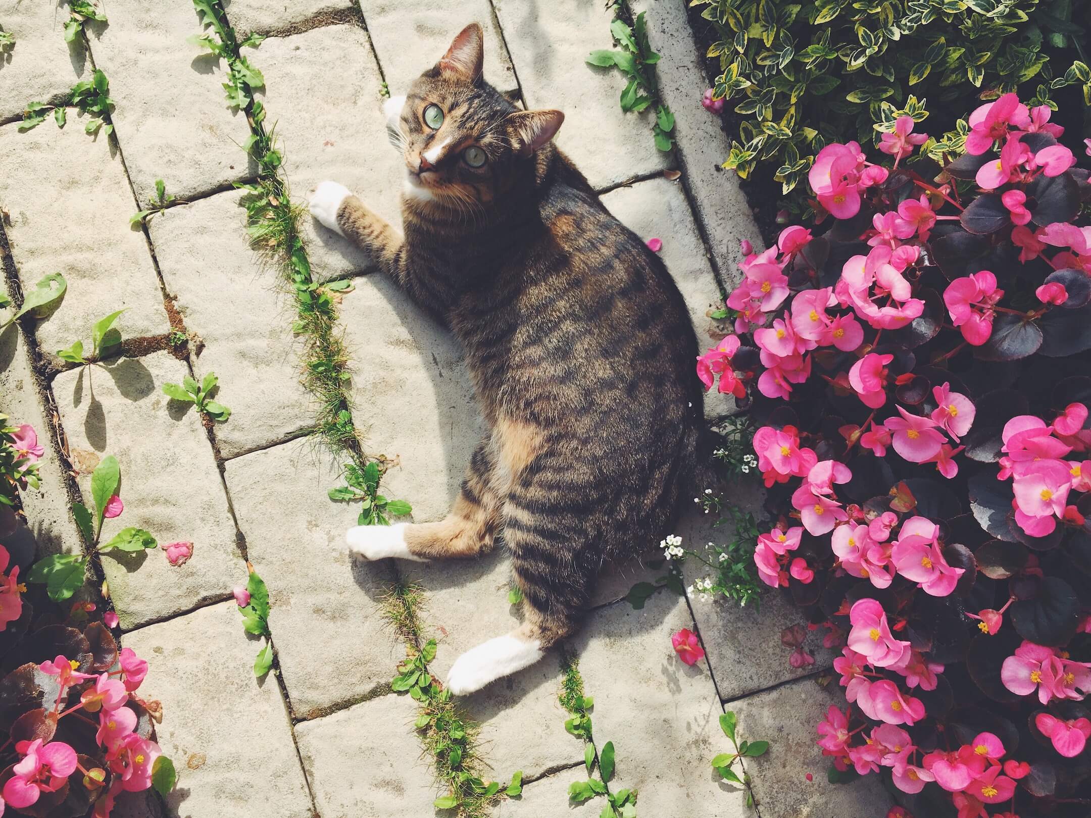 Last van katten Last van katten