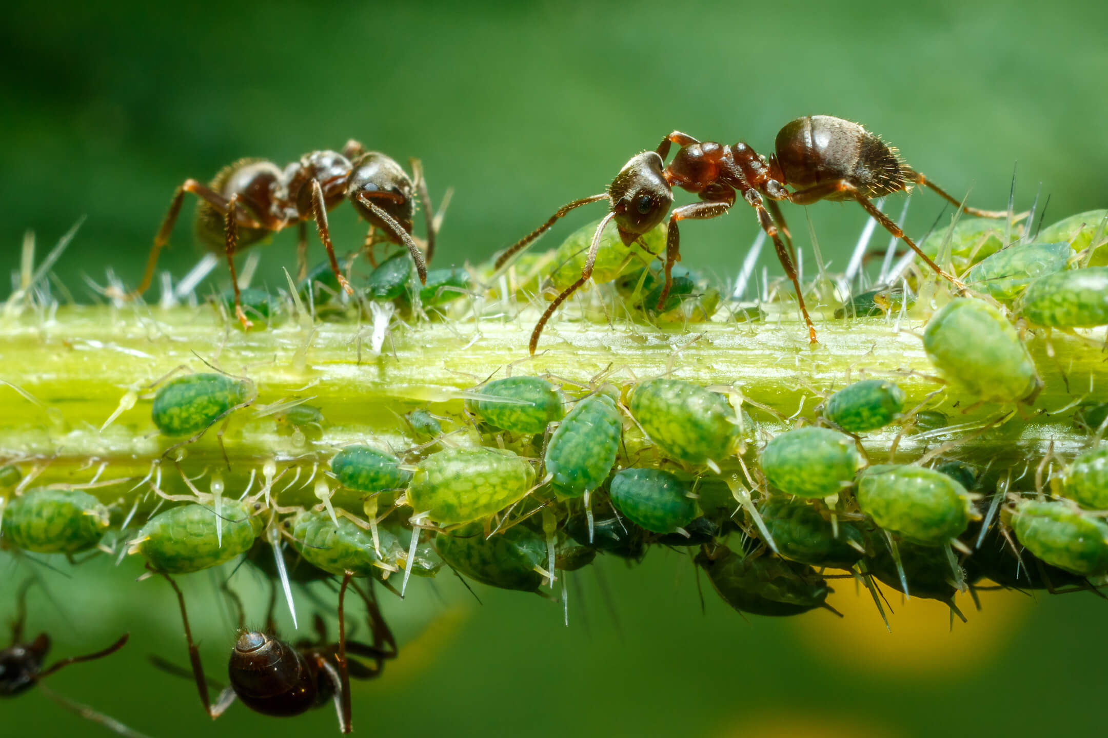 Mieren bladluis samen