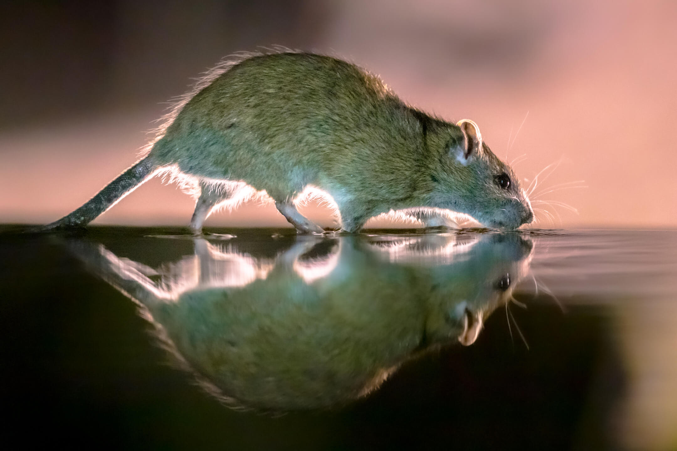 Rat 2 Rat 2
