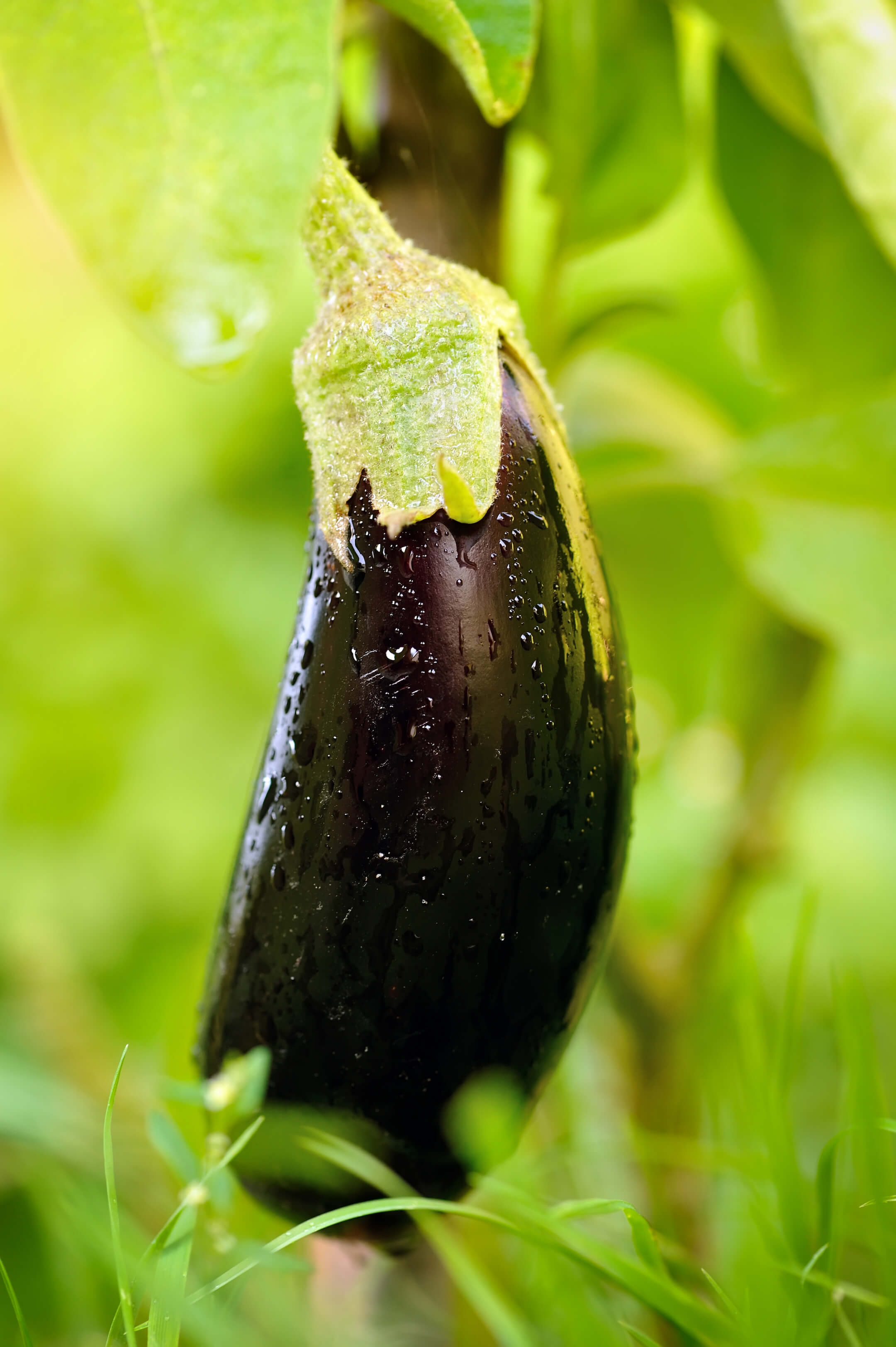 Verse aubergine Verse aubergine