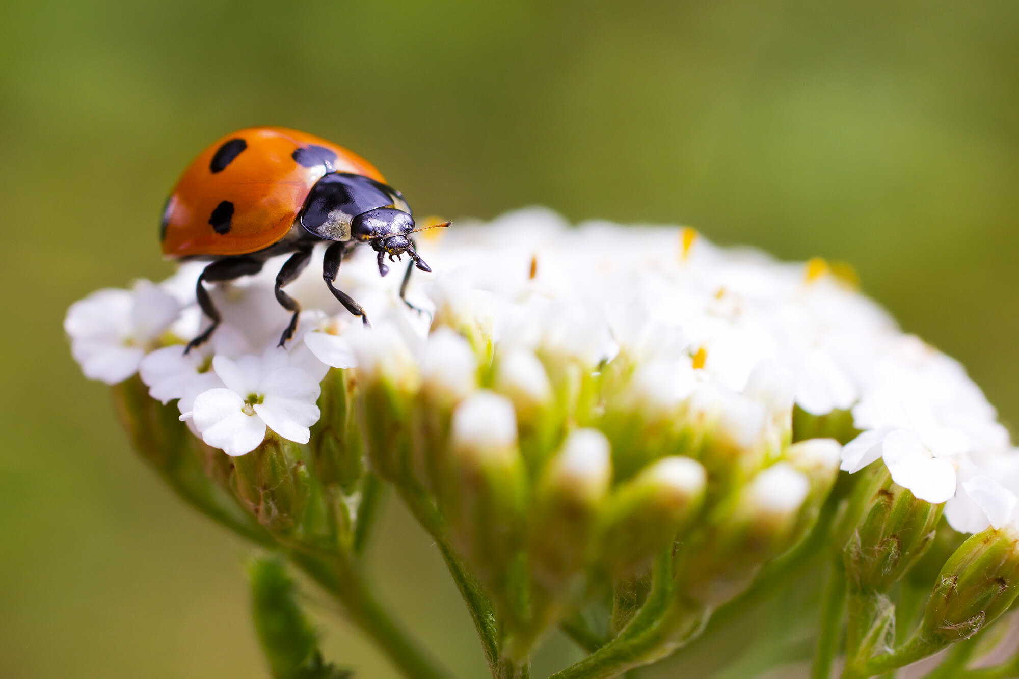 ladybug-on-white-flower ladybug-on-white-flower