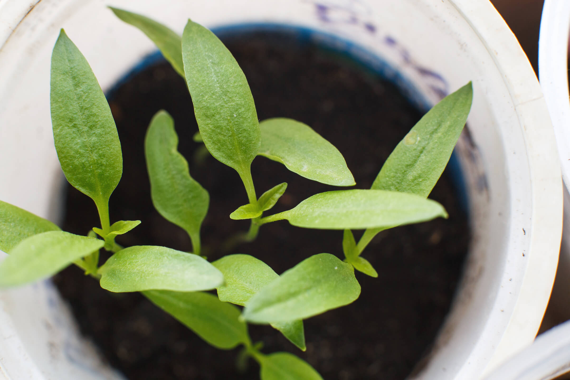 pepper-seedlings-growing-on-a-windowsill-of-the-ho-2022-02-22-04-28-00-utc pepper-seedlings-growing-on-a-windowsill-of-the-ho-2022-02-22-04-28-00-utc