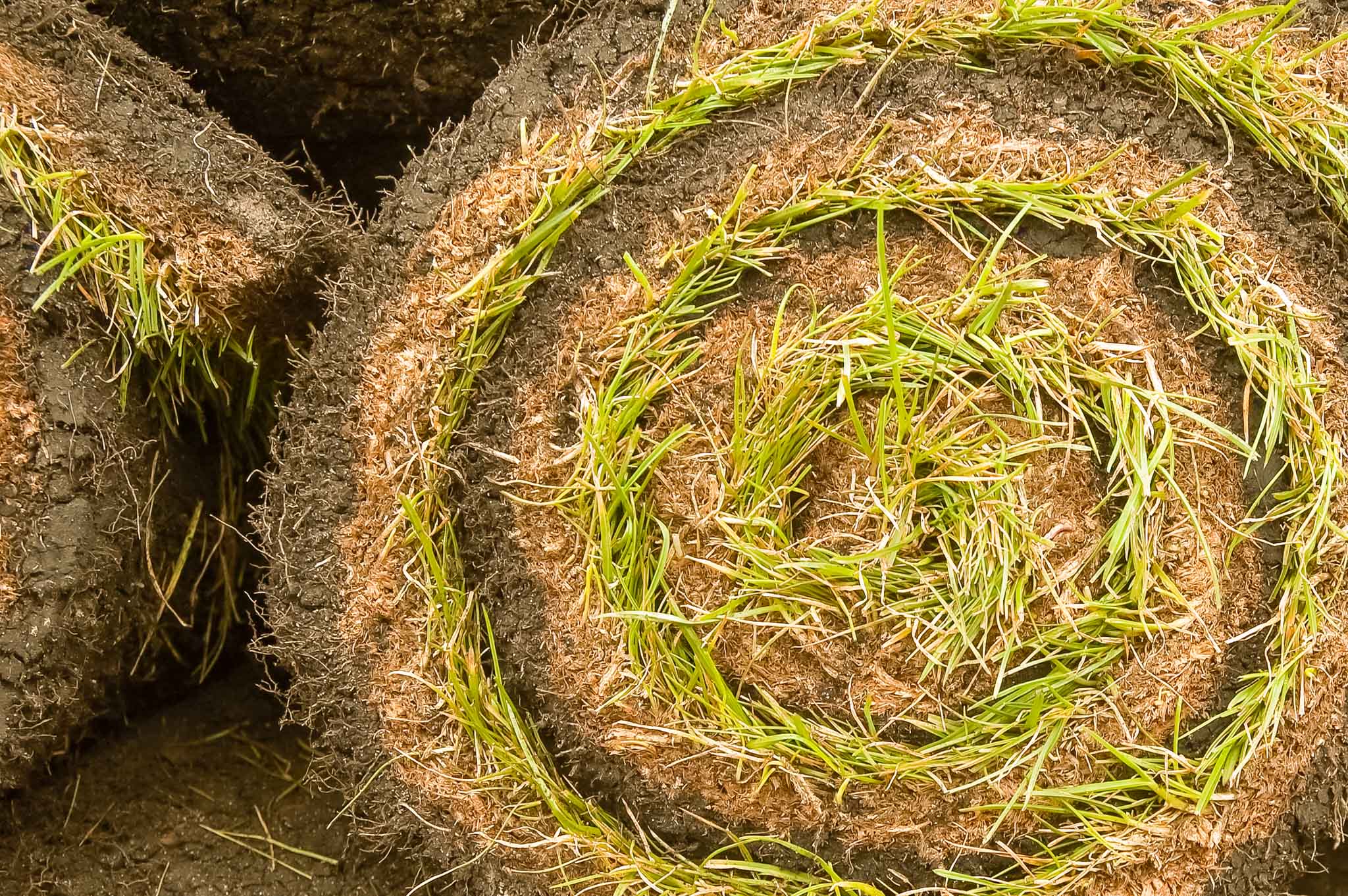grass_turf grass_turf