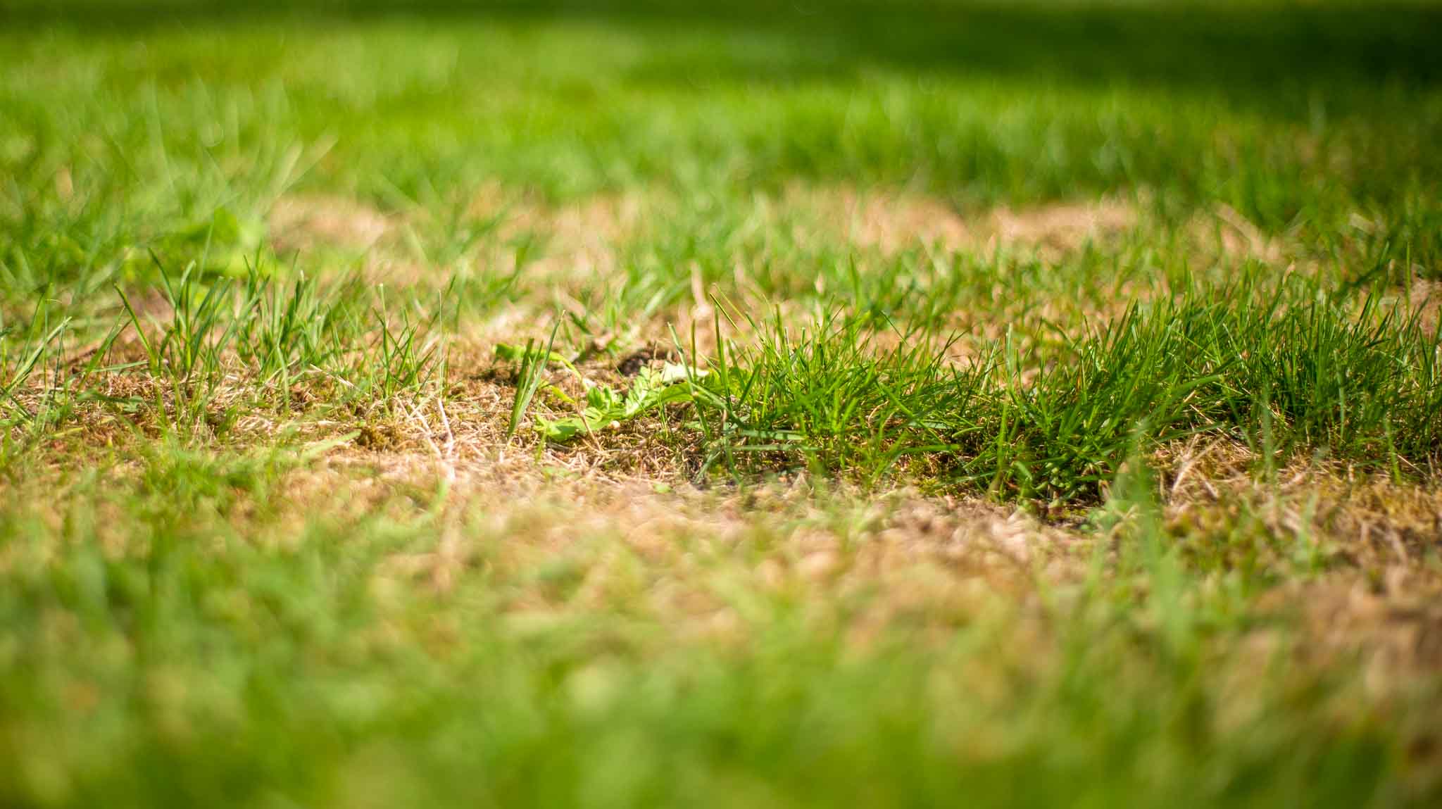 lawn_problems_empty spots lawn_problems_empty spots