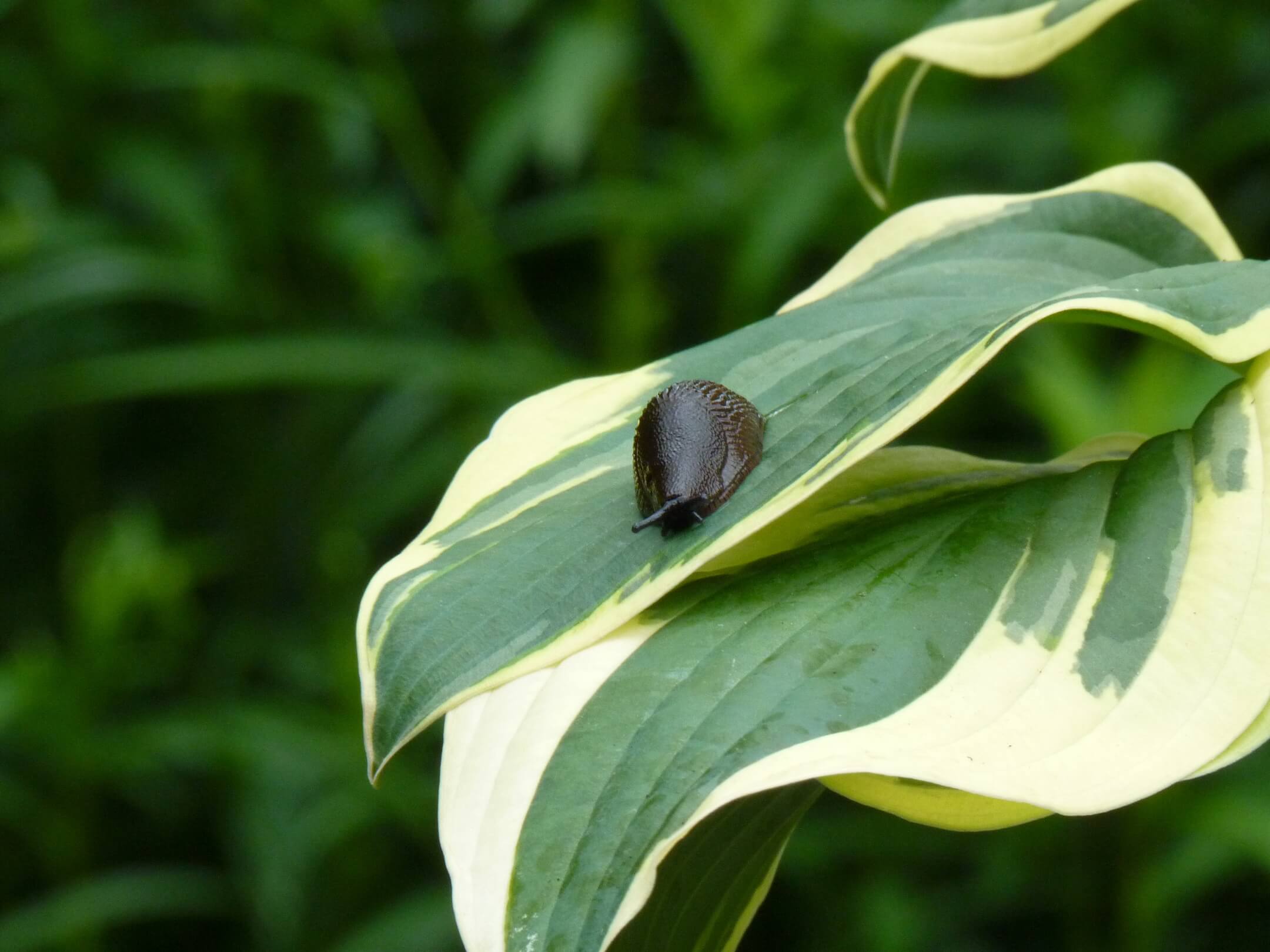 snail_P1140151 snail_P1140151