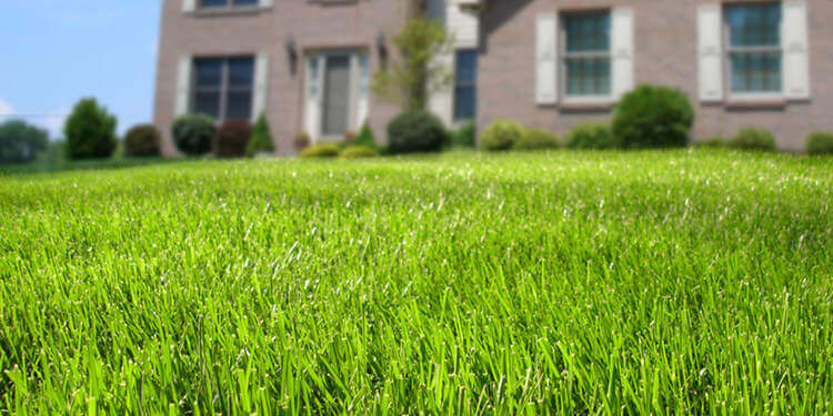 Buy Summer Grass