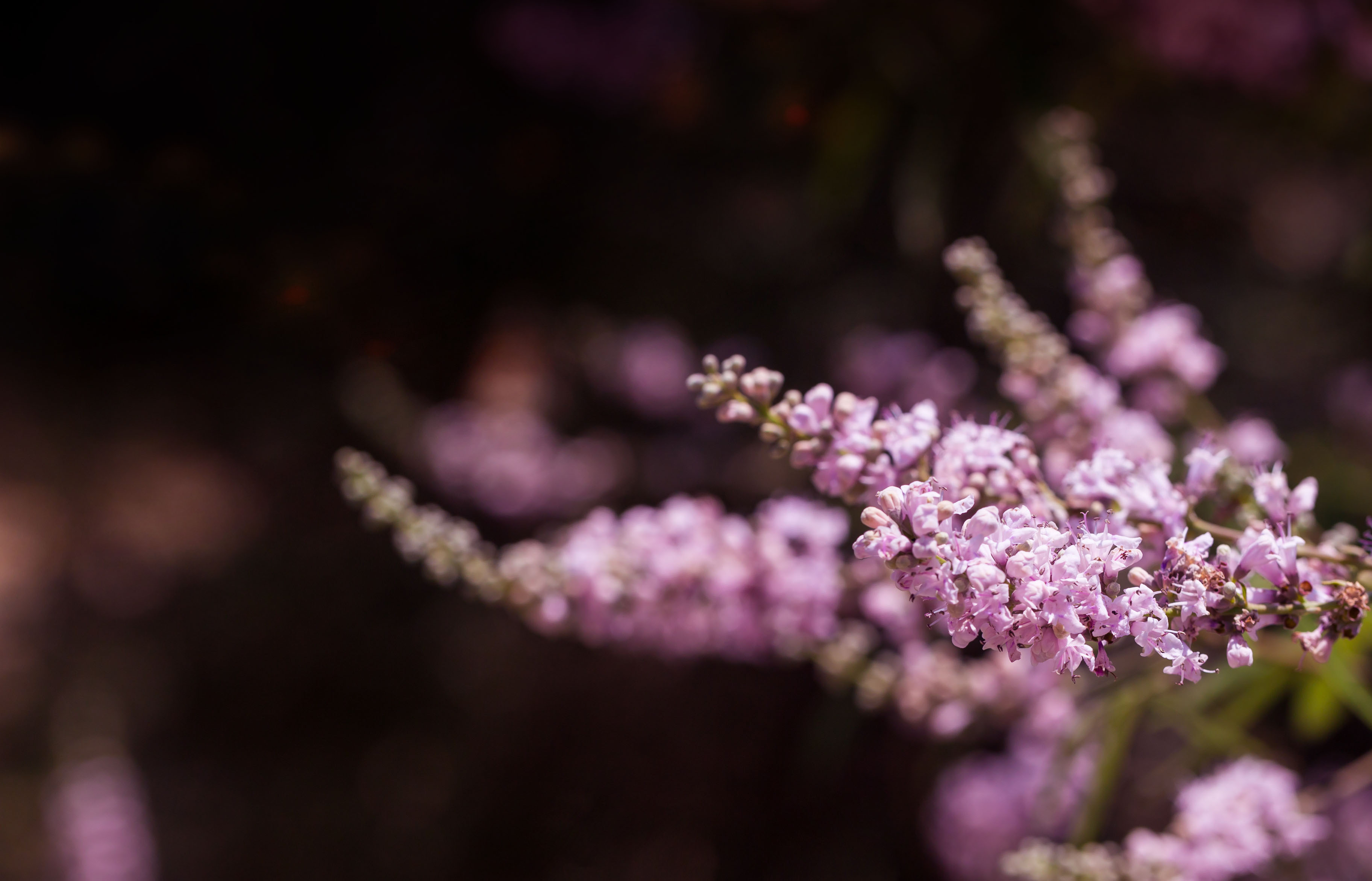 pink-flowers