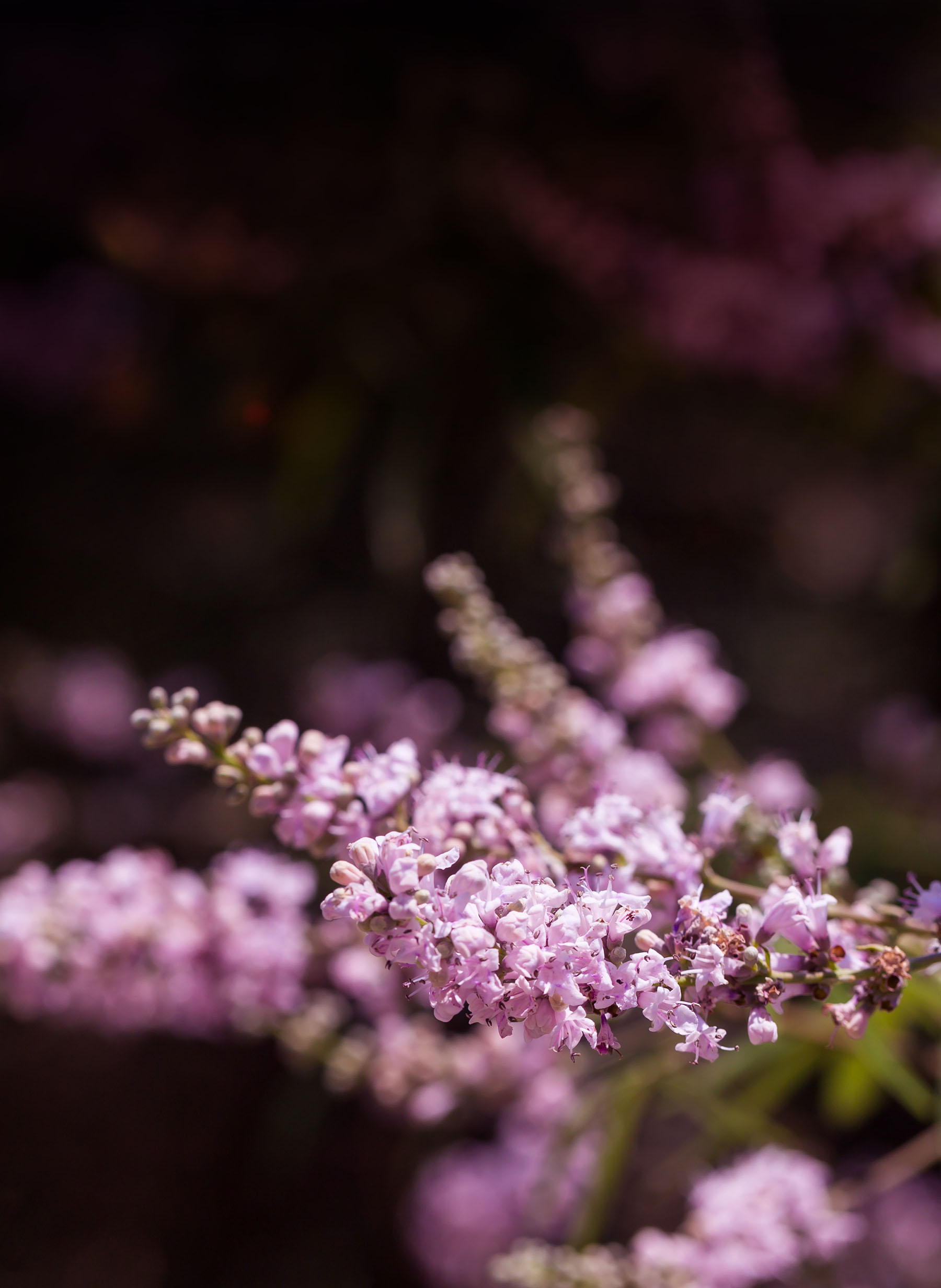 pink-flowers