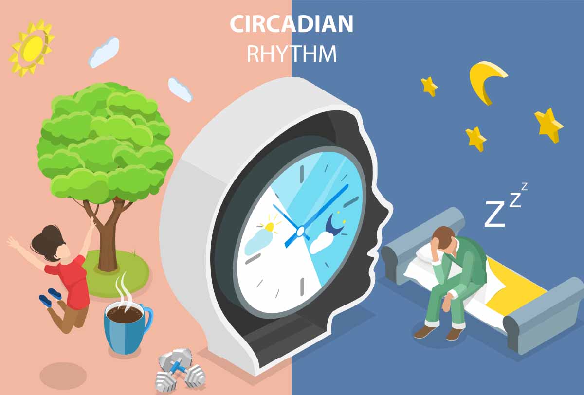 Circadian Rhythm Clock