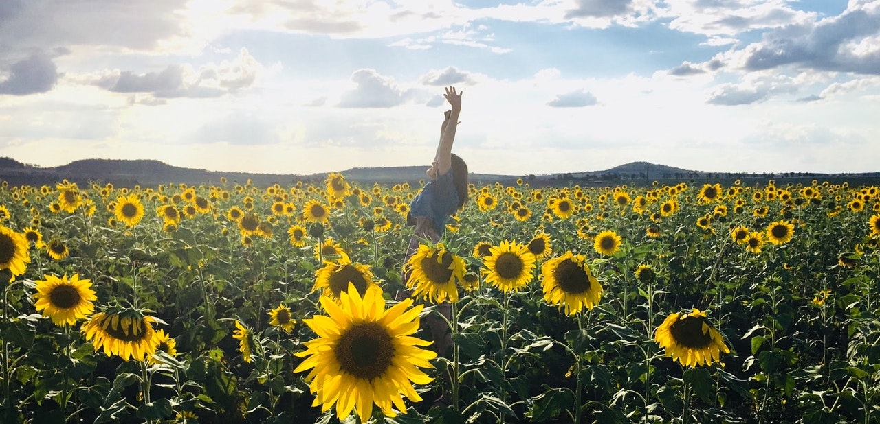 woman in field of sunflowers