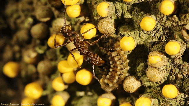 Caterpilla with ant