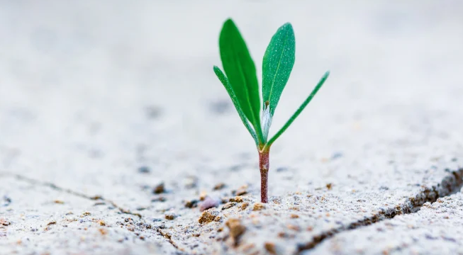 Generating Resilience and Possibility in These Challenging Times