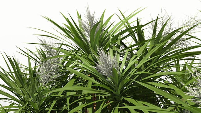 Royal palm – PlantCatalog by e-on software