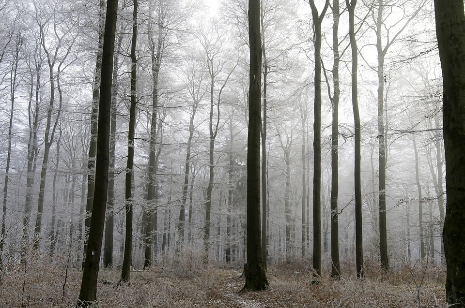 Harmony-Silent-Peaceful-Grey-Trees-Frost-Sky-1960200