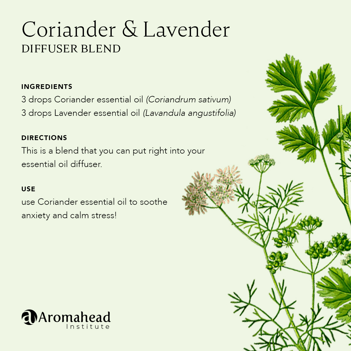 3 Ways to Use Coriander Essential Oil in Your Life Aromahead Blog