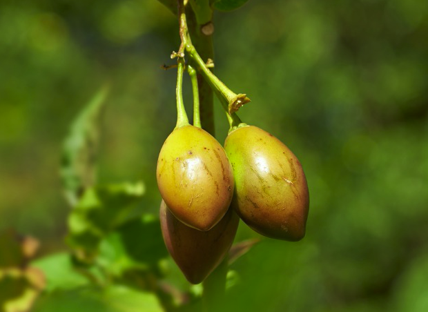 Marula oil