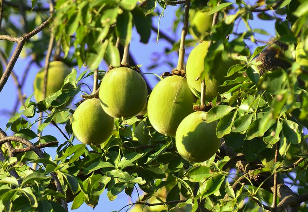 Baobab Seed Oil 