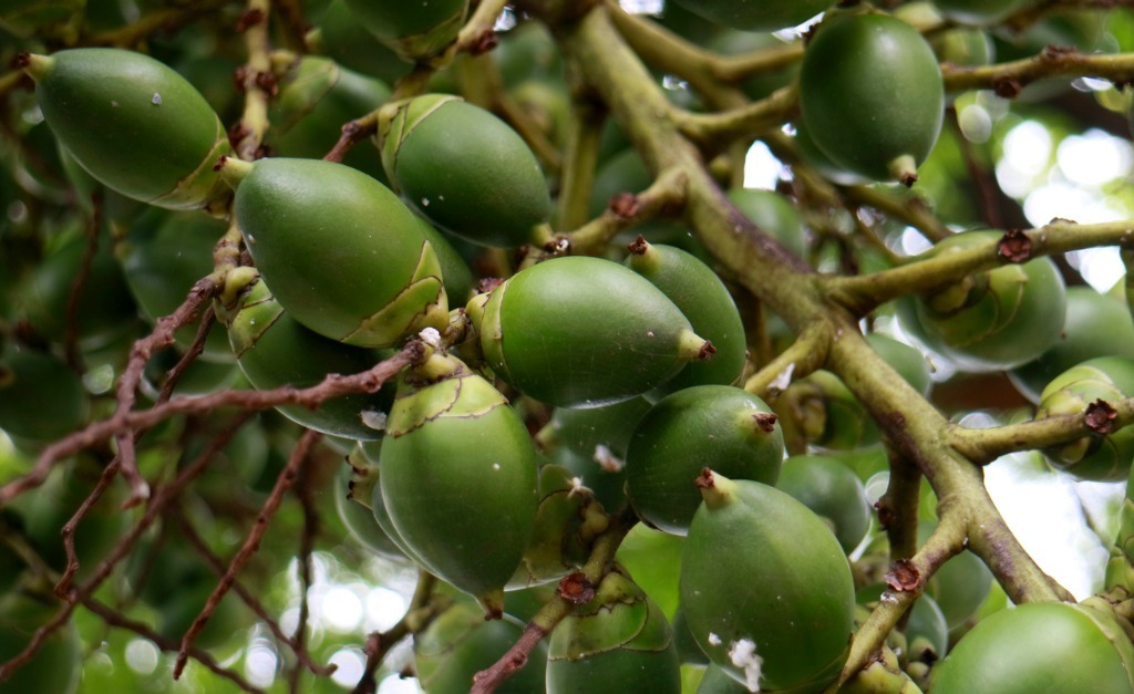 palm kernel oil