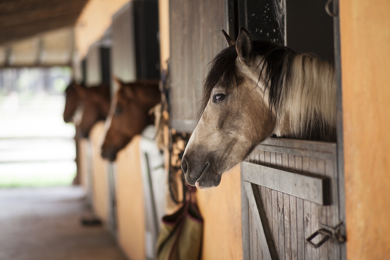 Tips for Designing Your Indoor Riding Arena