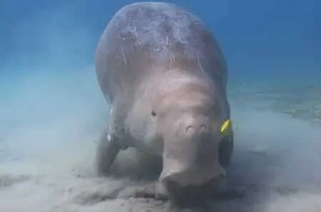spread of fake news on social media Happy dugong