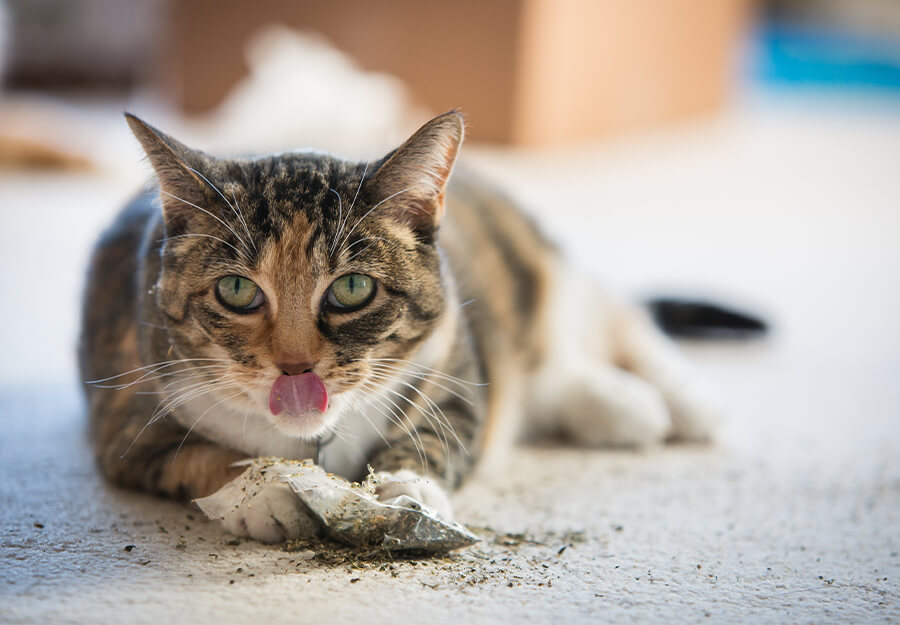 can your cat od on catnip