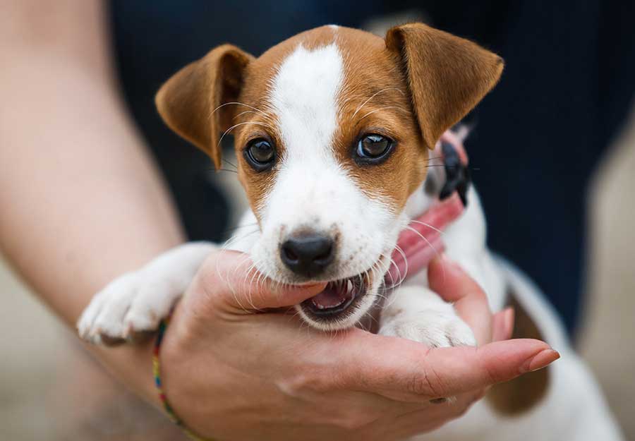 Puppy Teething Guide: 5 Tips to Survive the Teething Stage