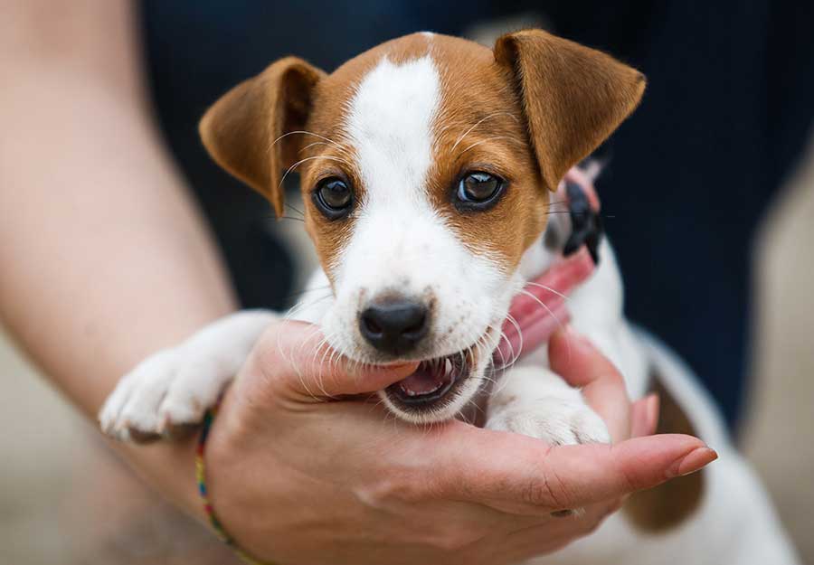 do teething puppies eat less