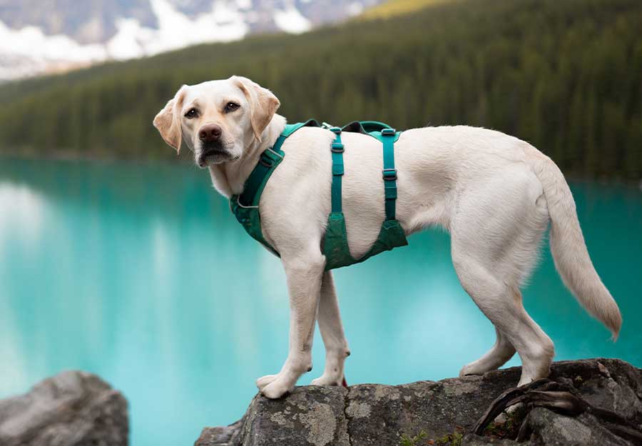 canadian dog harness