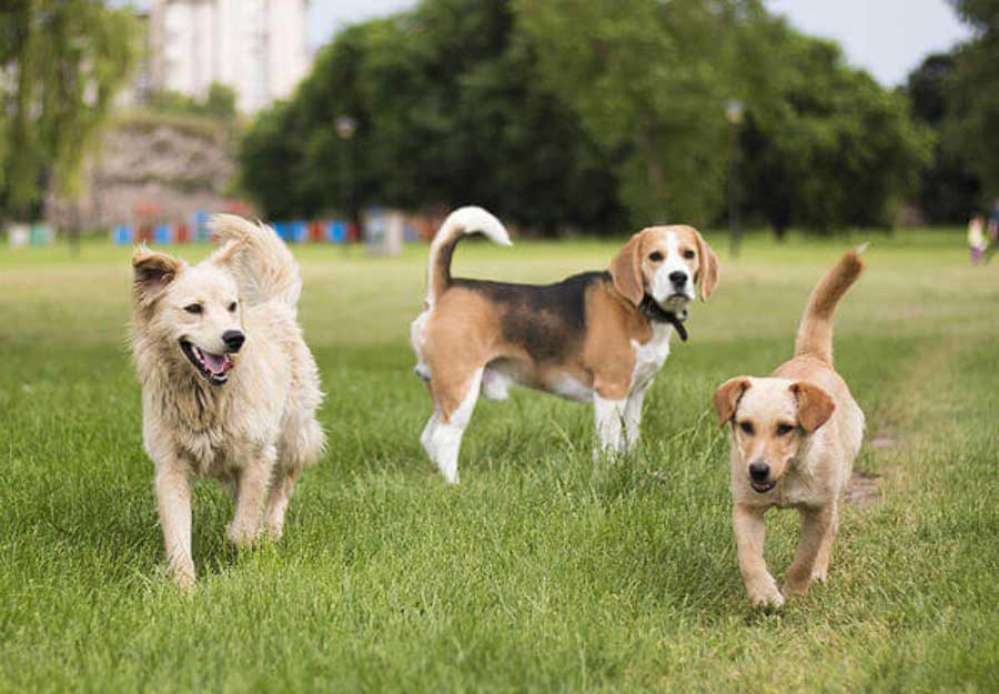 do dogs need to be neutered to go to dog parks